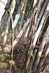 Bambusoideae