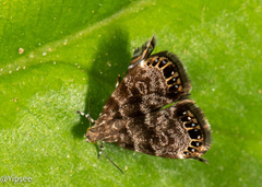 Brenthia pileae