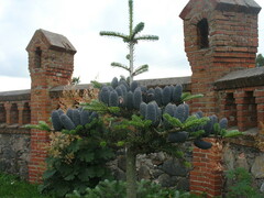 Abies koreana