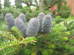 Abies koreana