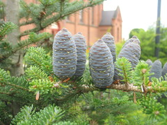 Abies koreana