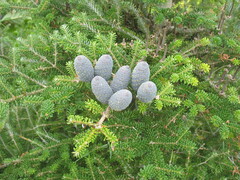 Abies koreana