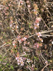 Prunus pogonostyla