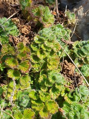 Teucrium pyrenaicum