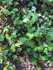 Persicaria biconvexa