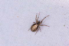 Zygiella x-notata