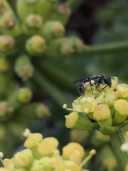 Lasioglossum viride