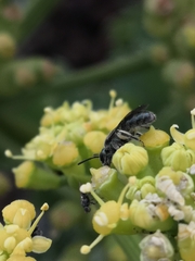 Lasioglossum viride