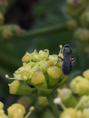 Lasioglossum viride