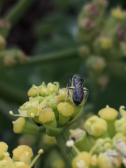Lasioglossum viride