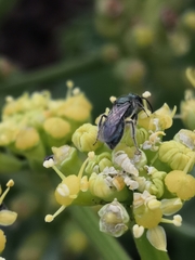 Lasioglossum viride