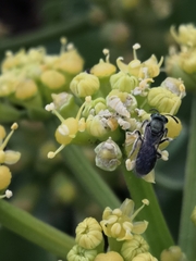 Lasioglossum viride