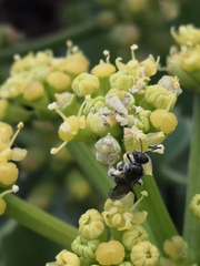 Lasioglossum viride