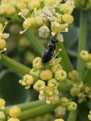 Lasioglossum viride