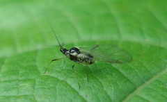 Hyperomyzus lactucae