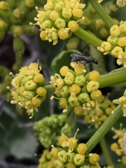 Lasioglossum viride