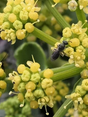 Lasioglossum viride