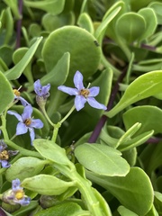 Solanum africanum