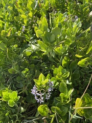 Solanum africanum