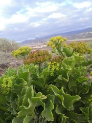 Astydamia latifolia