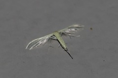 Pterophorus