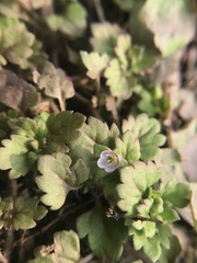 Veronica polita lilacina