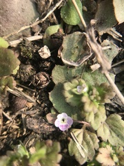 Veronica polita lilacina