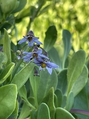 Solanum africanum