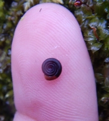Bathyomphalus contortus