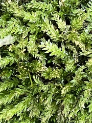 Mniaceae