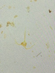 Miozoa