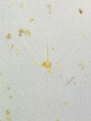 Miozoa