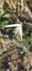 Avena barbata