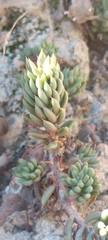 Petrosedum sediforme