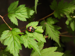 Poecilocoris lewisi