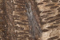 Heoclisis fundata