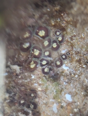 Zoantharia