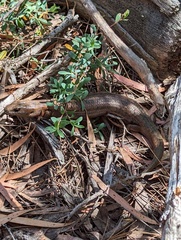 Cyclodomorphus casuarinae