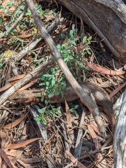 Cyclodomorphus casuarinae