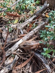 Cyclodomorphus casuarinae