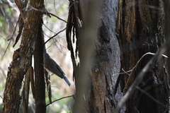 Climacteris picumnus