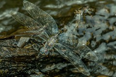 Zygonyx natalensis