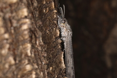 Heoclisis fundata