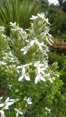 Olearia nummulariifolia
