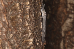 Heoclisis fundata