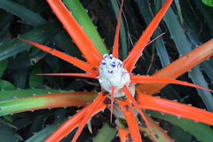 Bromelia