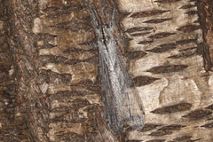 Heoclisis fundata