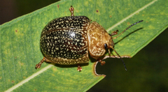 Paropsis wilsoni