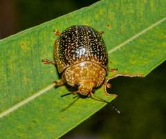 Paropsis wilsoni
