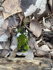 Ptychomitrium incurvum